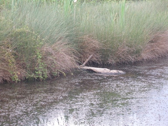 2007 05 Séjour en Brenne 025